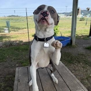 Odie, ADOPTABLE, Adult Male Mixed Breed.
