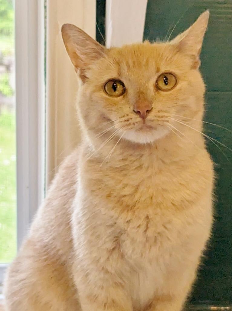 Tina, a Adoptable mixed breed in Chertsey, QC image 2/3