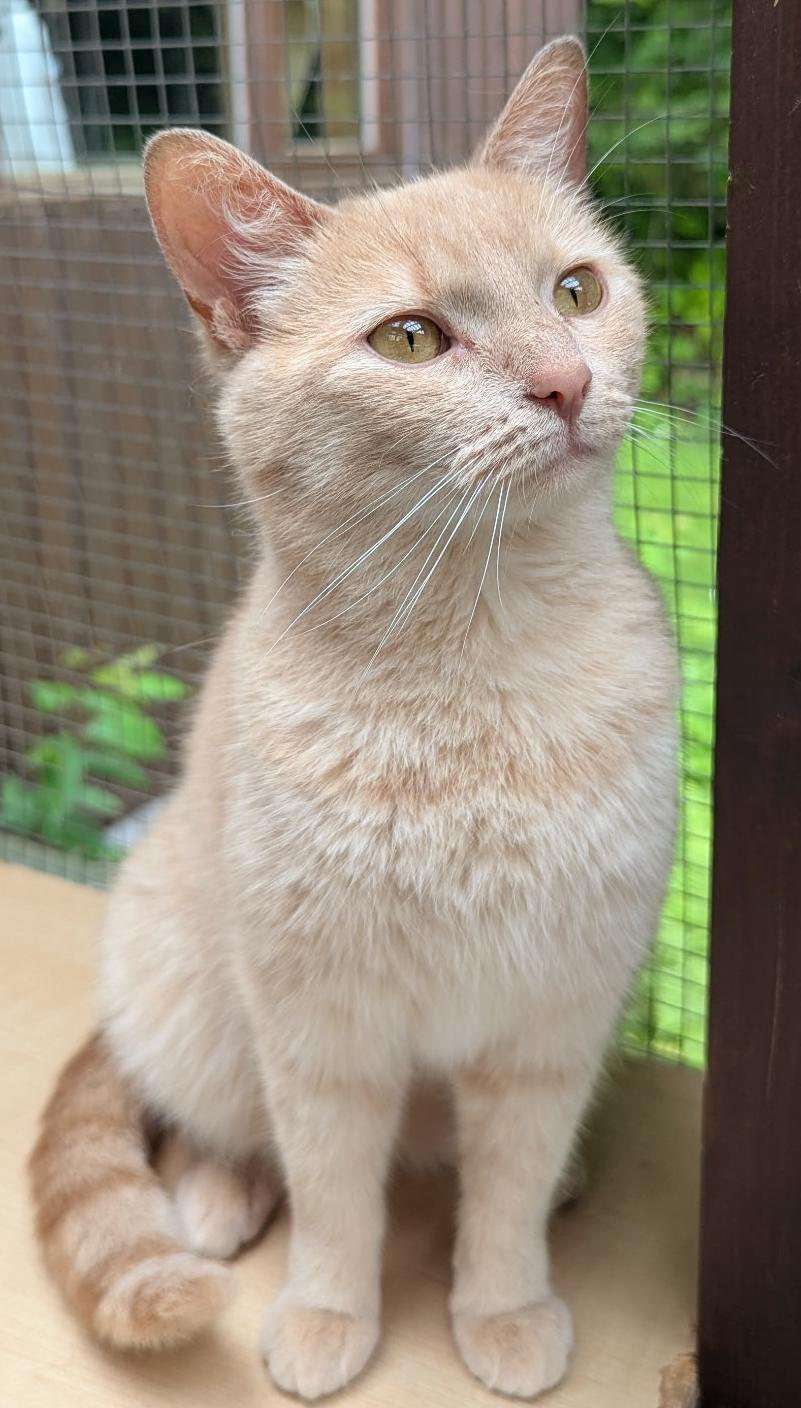 Tina, a Adoptable mixed breed in Chertsey, QC image 3/3