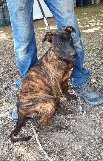 Hialeah, an adopted mixed breed in Golden Valley, AZ image 1/2