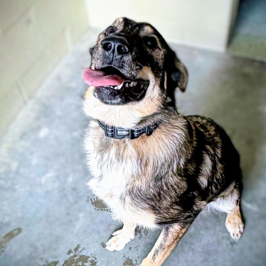 Enlarge Tinsel, a Adoptable Mixed Breed in Danville, KY image 1/2