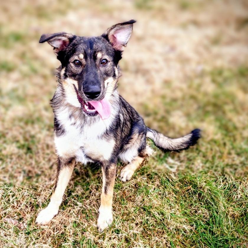 Onix off-site at Mutts with Manners, Adoptable, Young Female Mixed Breed.