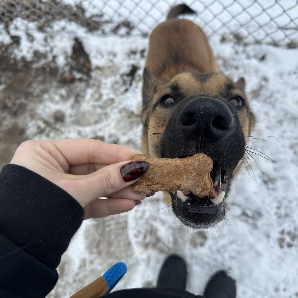 Enlarge Bolt, a Adoptable Shepherd in Chippewa Falls, WI image 2/3