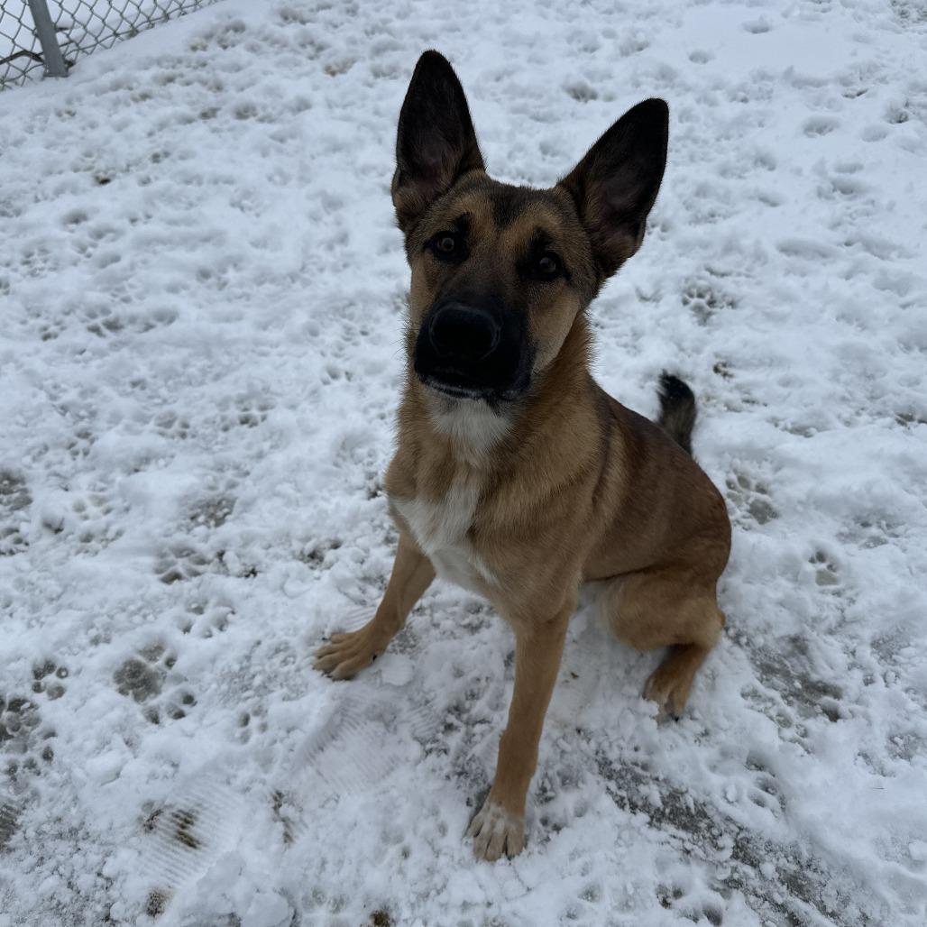 Bolt, Adoptable, Adult Male Shepherd.