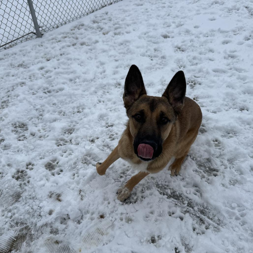 Enlarge Bolt, a Adoptable Shepherd in Chippewa Falls, WI image 3/3