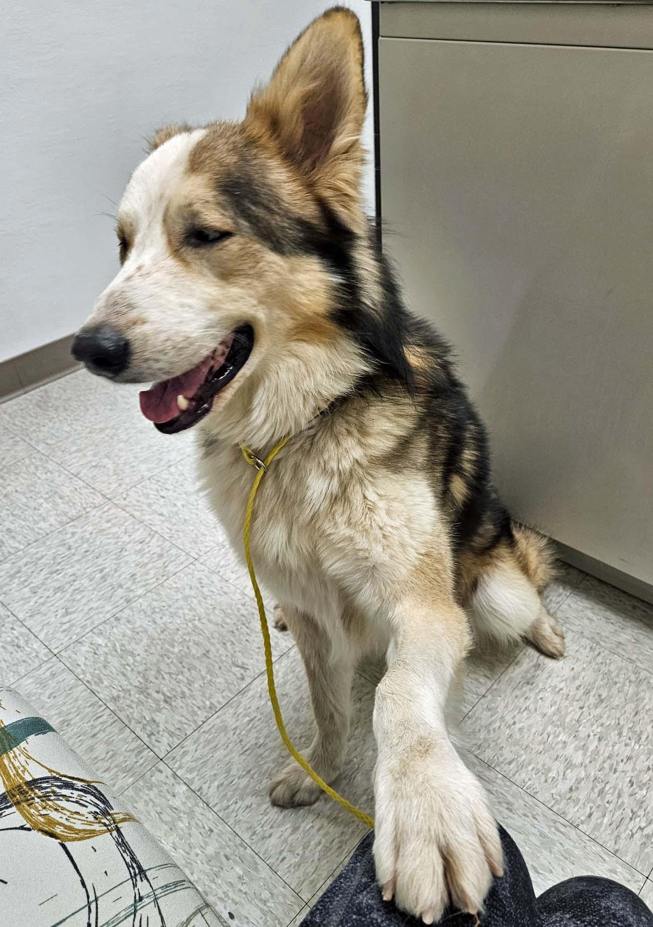 Enlarge Bryce - NEED FOSTER OR ADOPTER, a ADOPTABLE mixed breed in White Bear Lake, MN image 2/3