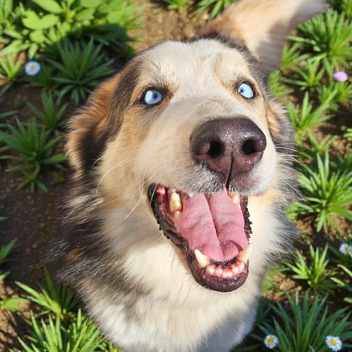 Enlarge Bryce - NEED FOSTER OR ADOPTER, a ADOPTABLE mixed breed in White Bear Lake, MN image 3/3