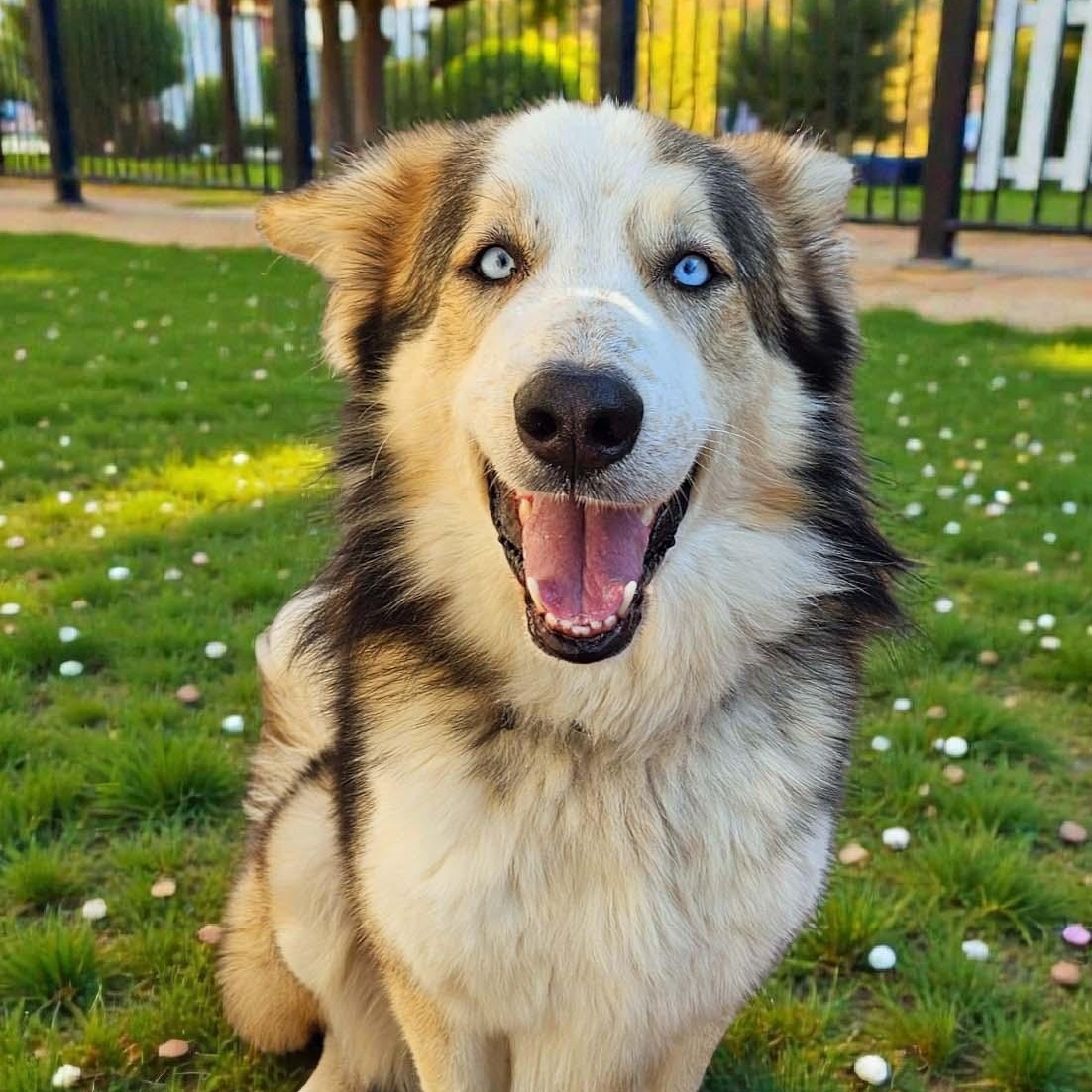 Enlarge Bryce - NEED FOSTER OR ADOPTER, a ADOPTABLE mixed breed in White Bear Lake, MN image 1/3