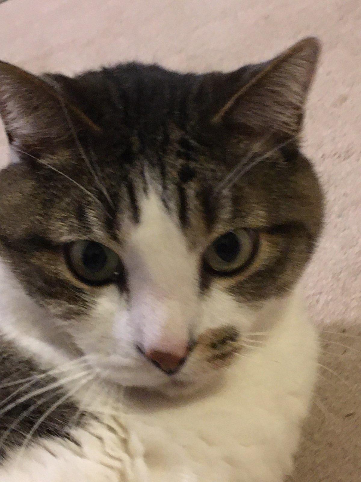 Major, Adoptable, Senior Male Domestic Short Hair.