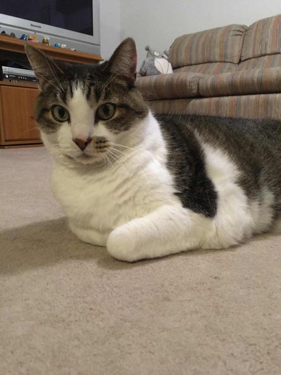 Major, a Adoptable Domestic Short Hair in Drasco, AR image 2/3