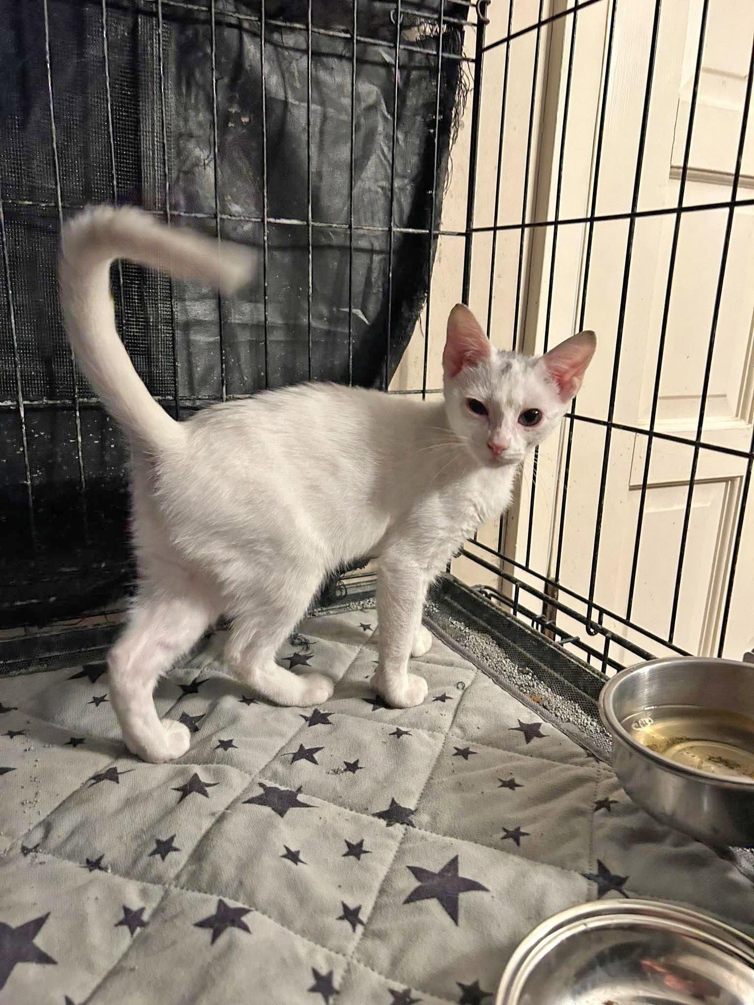 Enlarge Domino, a Adopted mixed breed in Pineville, LA image 2/3