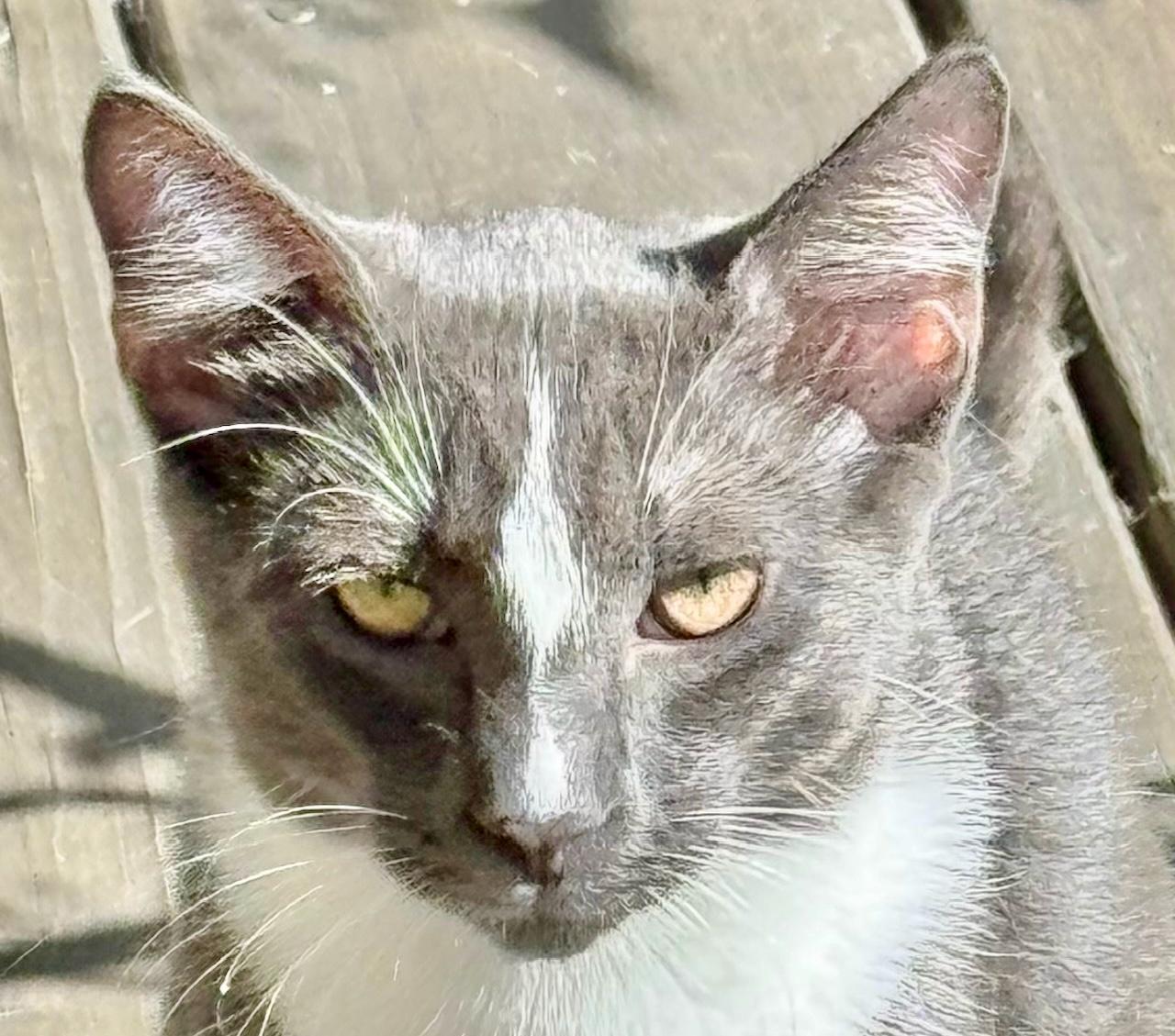 Sylvester, ADOPTABLE, Kitten Male Russian Blue.