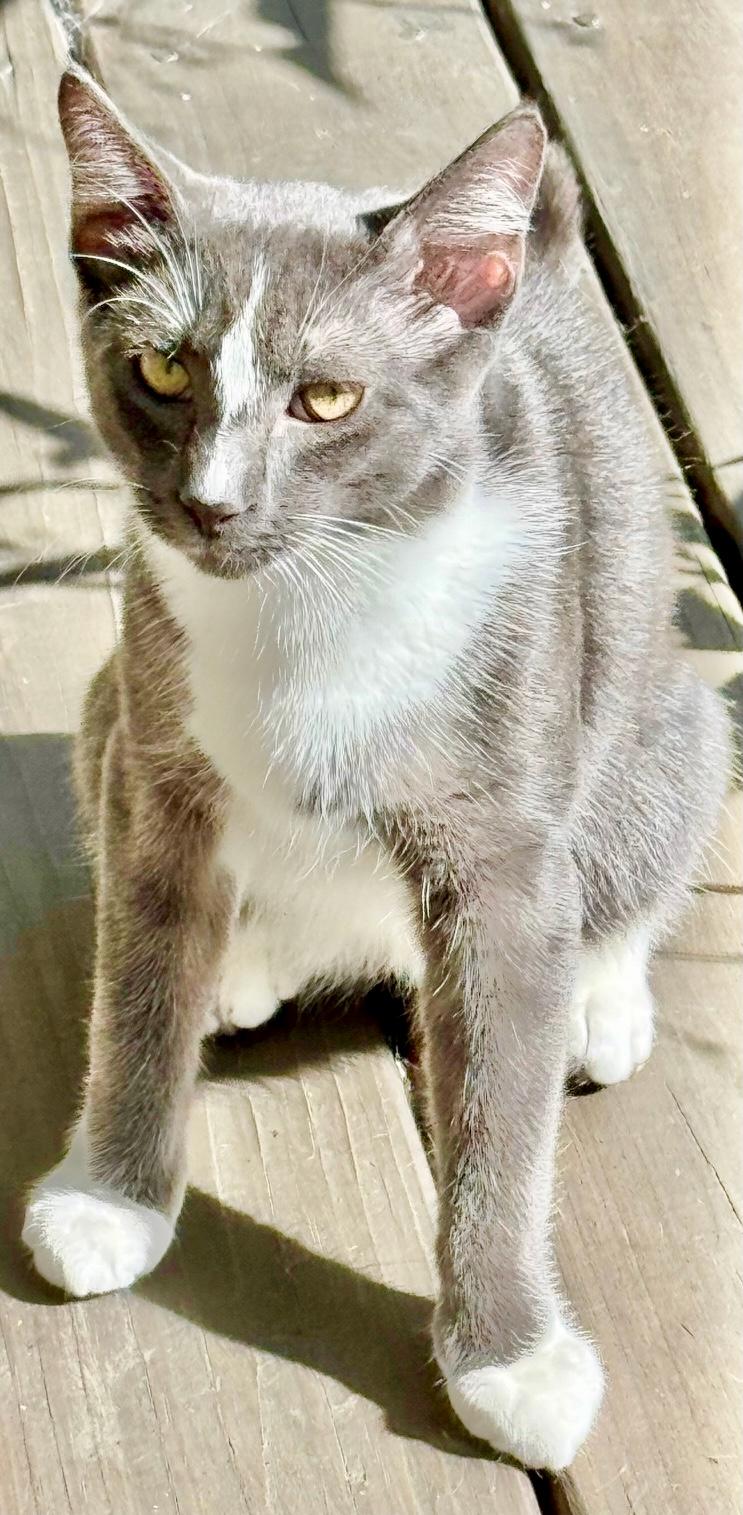 Sylvester, a ADOPTABLE mixed breed in Saint Augustine, FL image 3/3