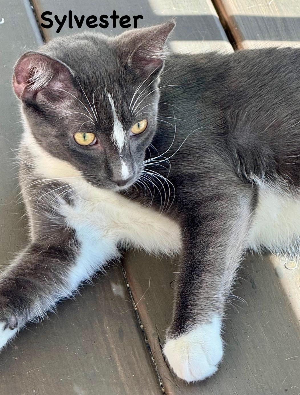 Sylvester, a ADOPTABLE mixed breed in Saint Augustine, FL image 2/3