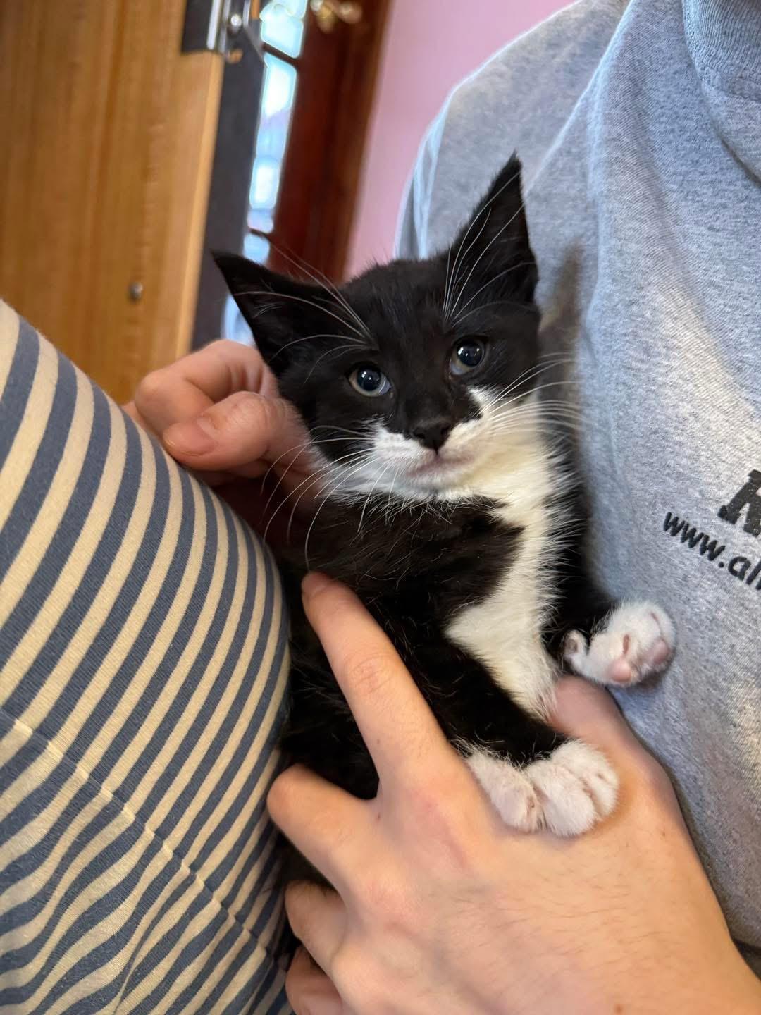 Enlarge Mini Bubbles, a ADOPTABLE Domestic Short Hair in Freeport, NY image 1/1