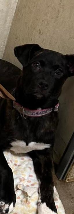 Lol-P-26 Nicki Minaj, adoptable, Young Female Shar-Pei.