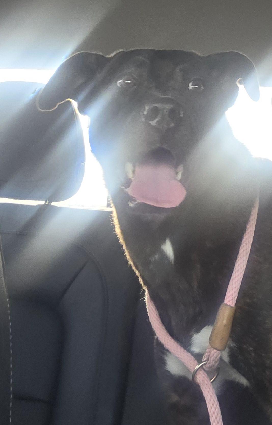 Enlarge Lol-P26 Nicki Minaj, an adoptable mixed breed in Billings, MT image 1/3