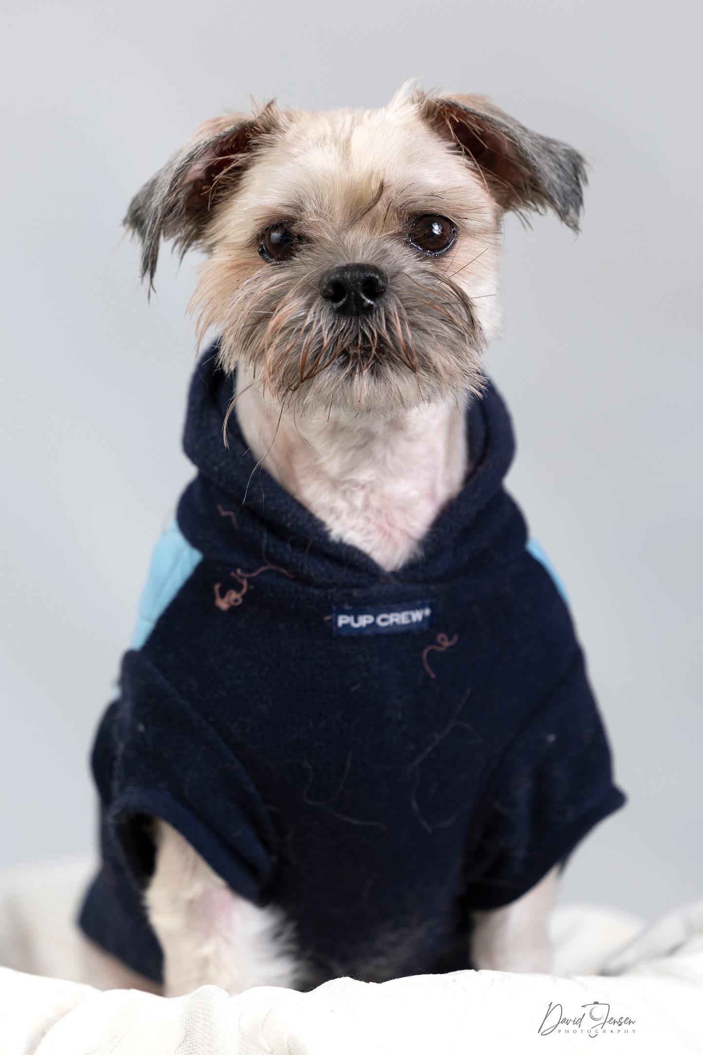 Enlarge Isaac, a ADOPTABLE Maltipoo in Anchorage, AK image 1/1