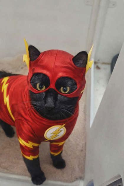 Billy, a Adoptable mixed breed in Hillsboro, OR image 1/3