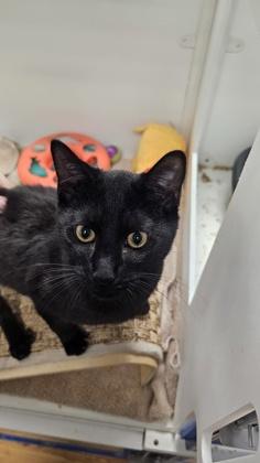 Billy, a Adoptable mixed breed in Hillsboro, OR image 2/3