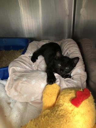 Billy, a Adoptable mixed breed in Hillsboro, OR image 3/3