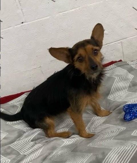 Gypsy, Adopted, Adult Female Chihuahua & Yorkshire Terrier.