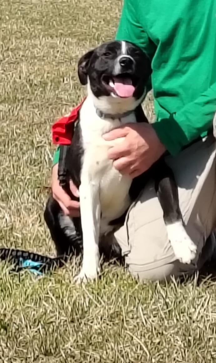 Enlarge Marshall, a ADOPTABLE mixed breed in Evansville, IN image 1/1