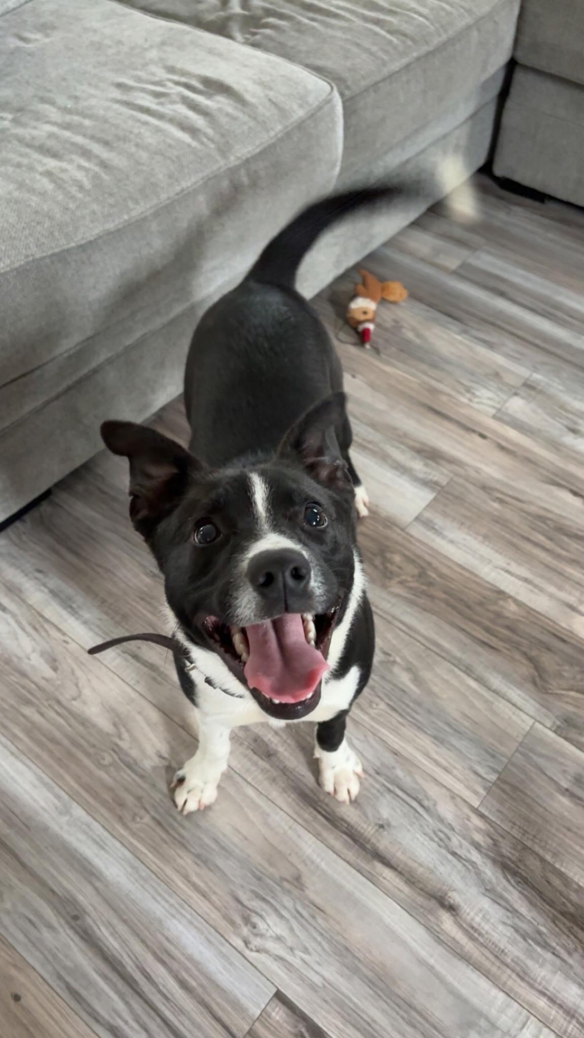 Marshall, ADOPTABLE, Adult Male Border Collie.