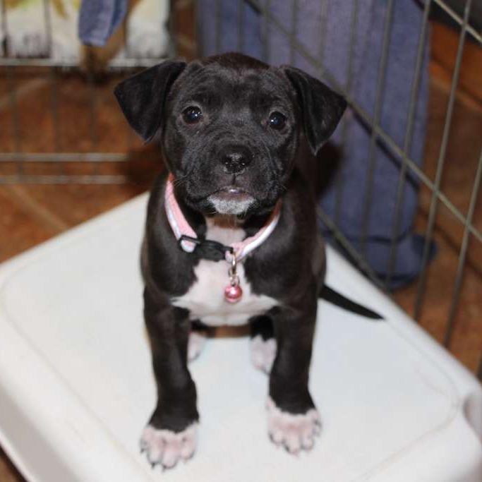 NY Millie Feb 21 (Tractor Supply Patterson NY), Adoptable, Puppy Female Pit Bull Terrier & Mixed Breed.