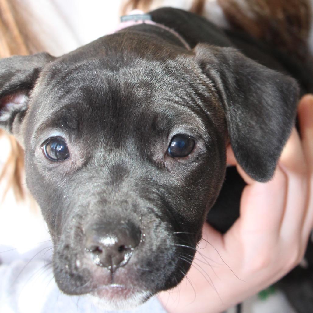 NY Millie Feb 21 (Tractor Supply Patterson NY), a Adoptable mixed breed in Eastford, CT image 2/6