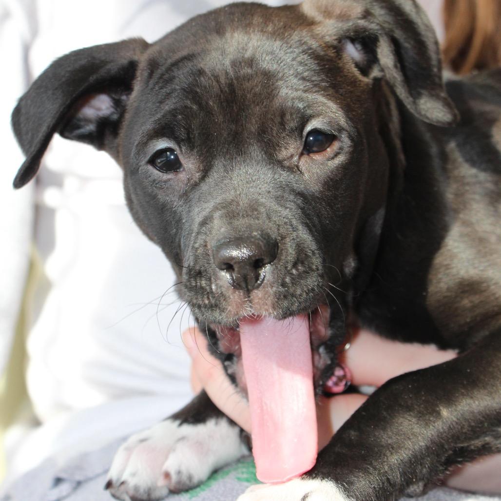 NY Millie Feb 21 (Tractor Supply Patterson NY), a Adoptable mixed breed in Eastford, CT image 3/6