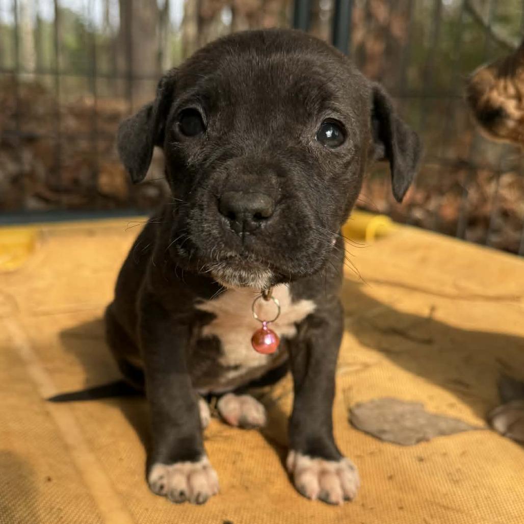 NY Millie Feb 21 (Tractor Supply Patterson NY), a Adoptable mixed breed in Eastford, CT image 4/6