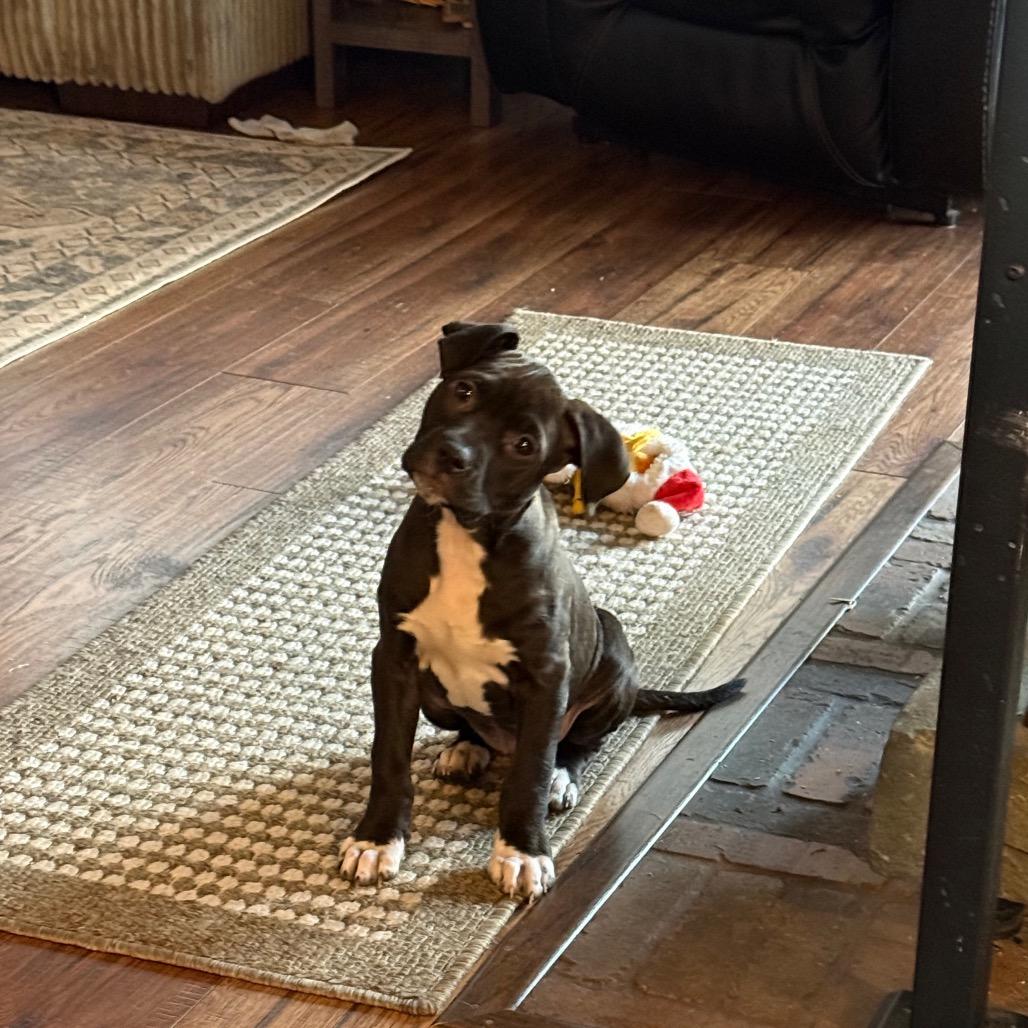 NY Millie Feb 21 (Tractor Supply Patterson NY), a Adoptable mixed breed in Eastford, CT image 5/6