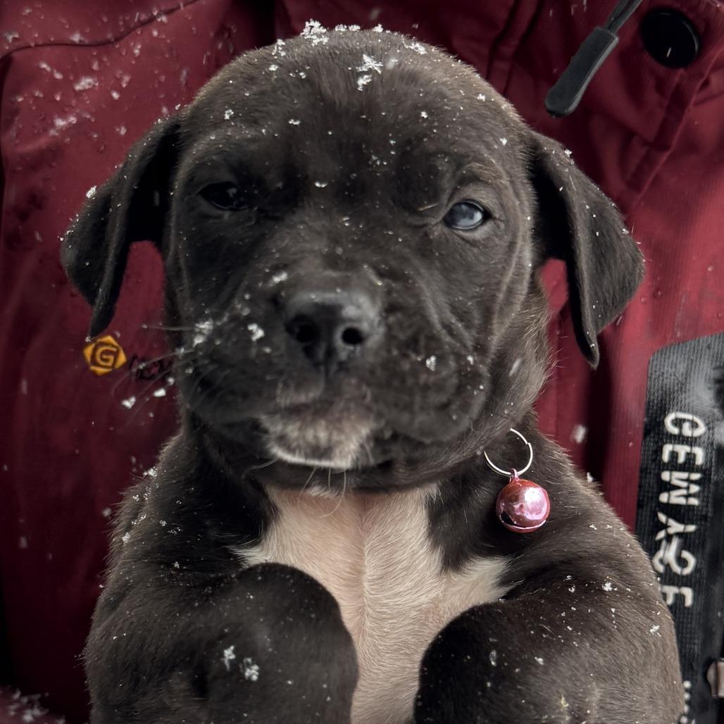 NY Millie Feb 21 (Tractor Supply Patterson NY), a Adoptable mixed breed in Eastford, CT image 6/6