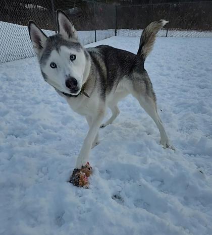 Rocket — thumbnail 2