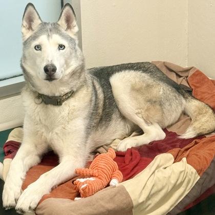 Rocket — thumbnail 3