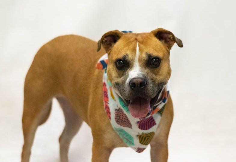 Bonnie, an adopted mixed breed in Sanford, FL image 2/2