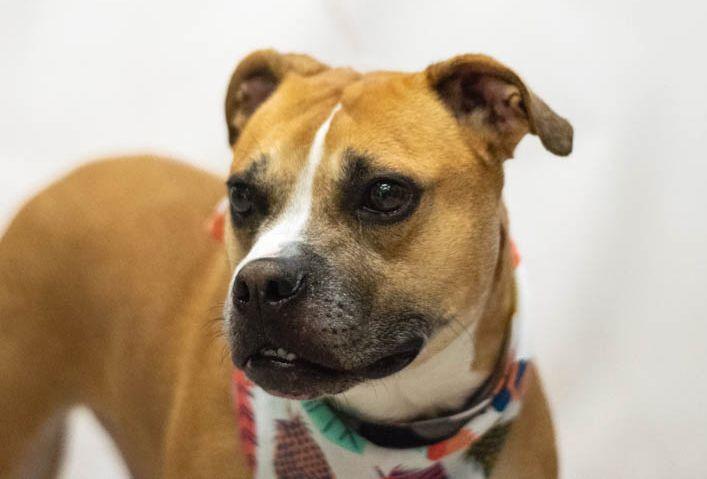 Bonnie, an adopted mixed breed in Sanford, FL image 1/2