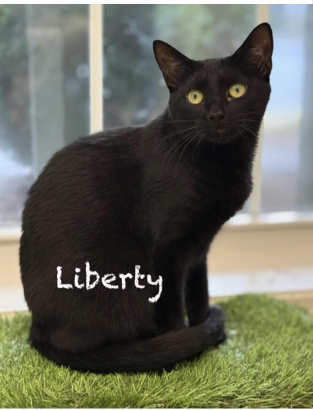 Liberty, ADOPTABLE, Young Female Domestic Short Hair.