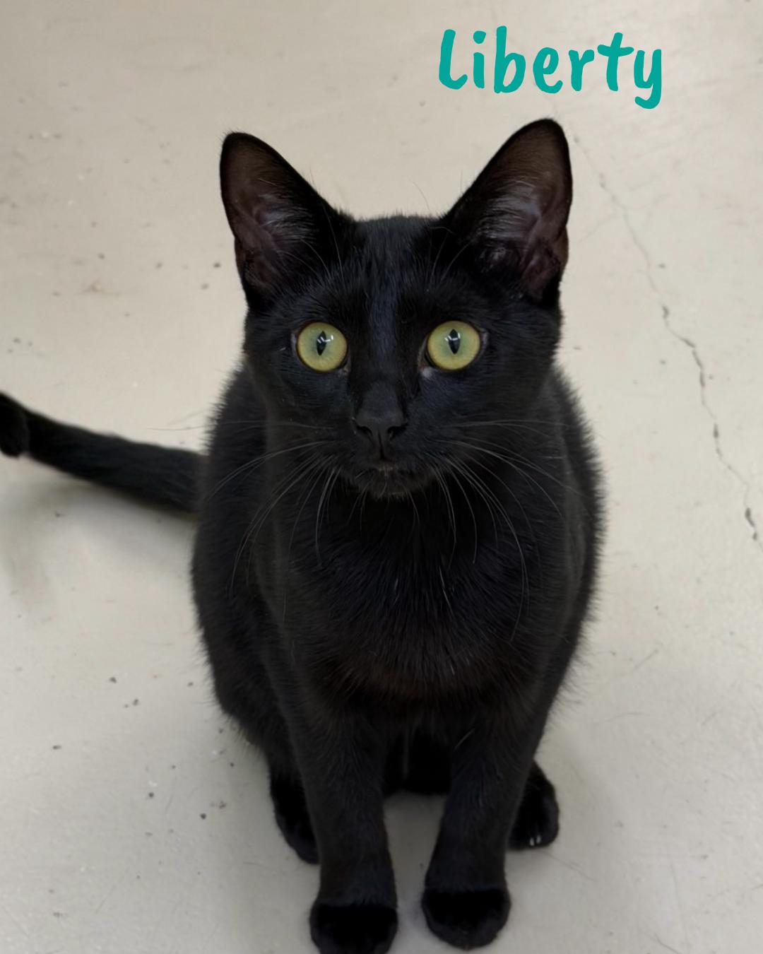 Liberty, a ADOPTABLE Domestic Short Hair in Pawleys Island, SC image 2/2