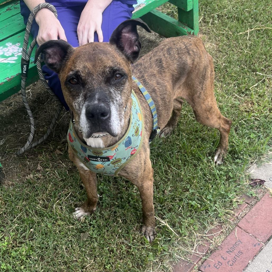 Enlarge Rufus, a Adoptable Mixed Breed in Fredericksburg, VA image 1/6