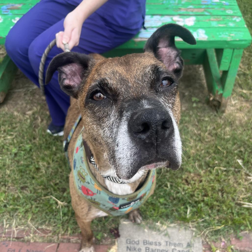 Enlarge Rufus, a Adoptable Mixed Breed in Fredericksburg, VA image 2/6