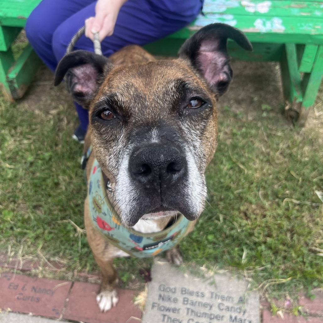 Enlarge Rufus, a Adoptable Mixed Breed in Fredericksburg, VA image 3/6