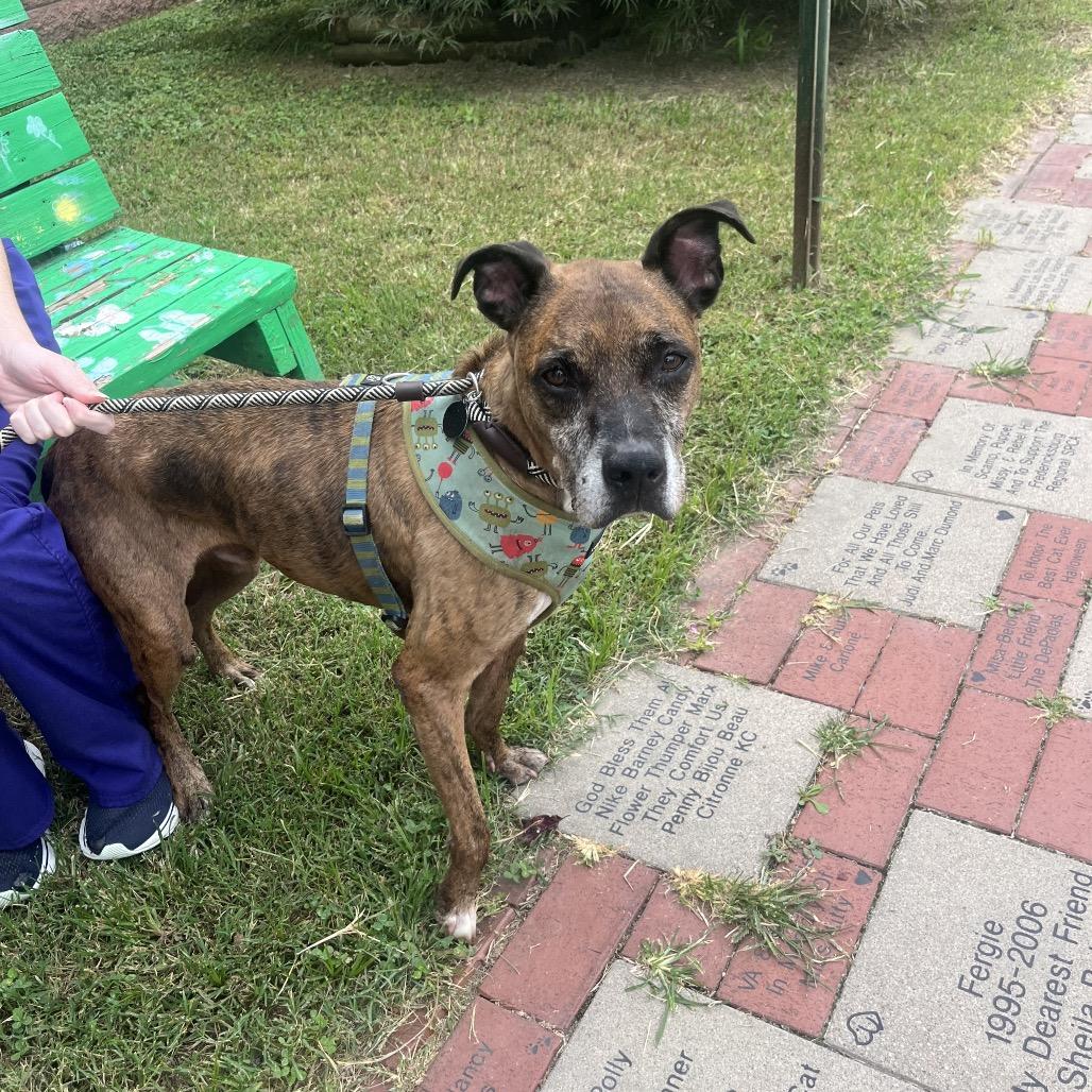 Enlarge Rufus, a Adoptable Mixed Breed in Fredericksburg, VA image 4/6