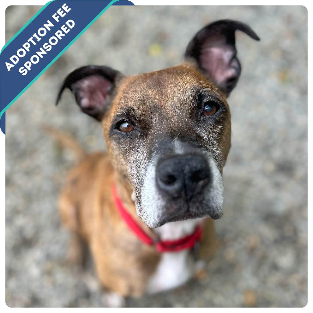 Enlarge Rufus, a Adoptable Mixed Breed in Fredericksburg, VA image 6/6