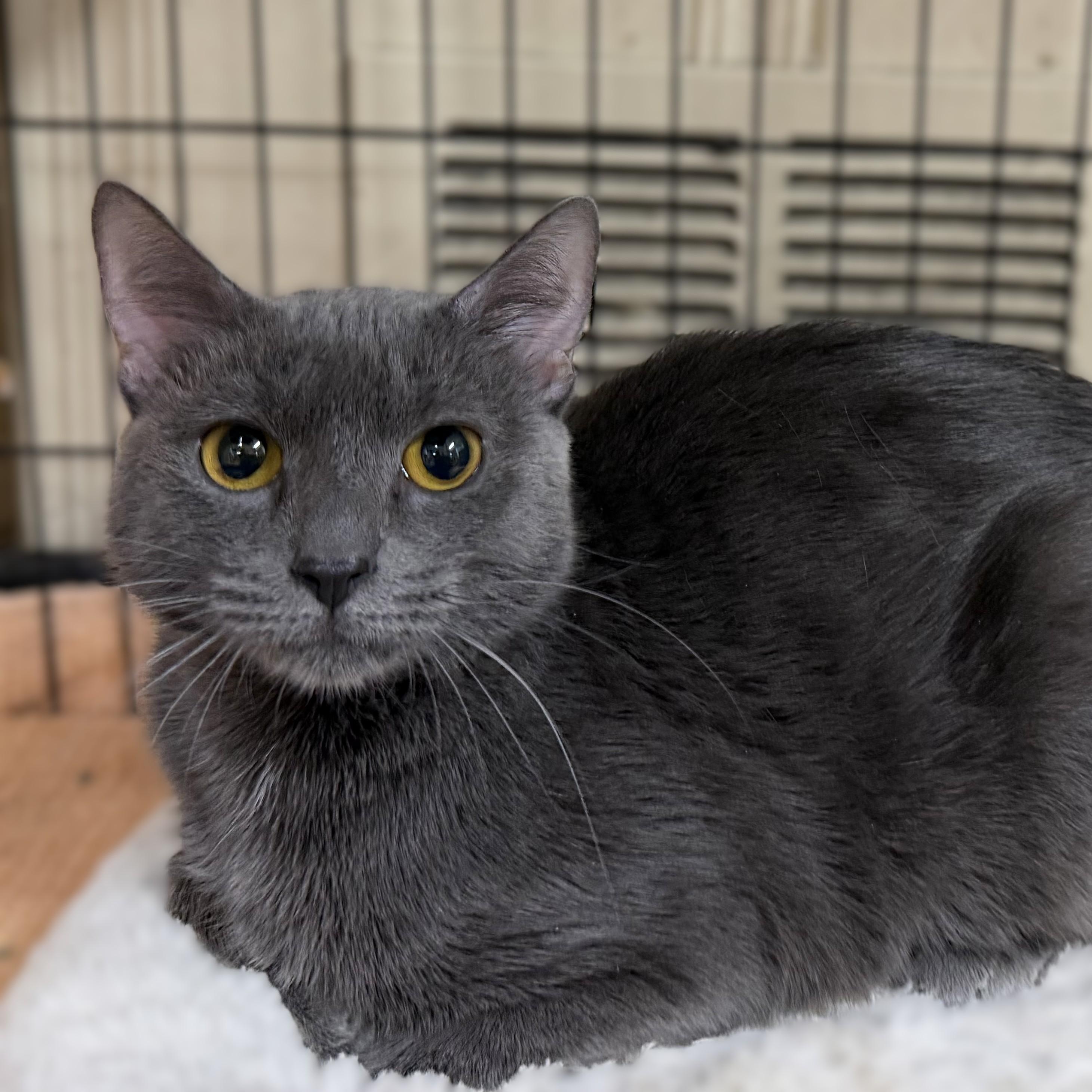 Enlarge Cinderella -- MEET ME AT VETERINARY MEDICAL CENTER, a Adopted Domestic Short Hair in Alpharetta, GA image 1/1