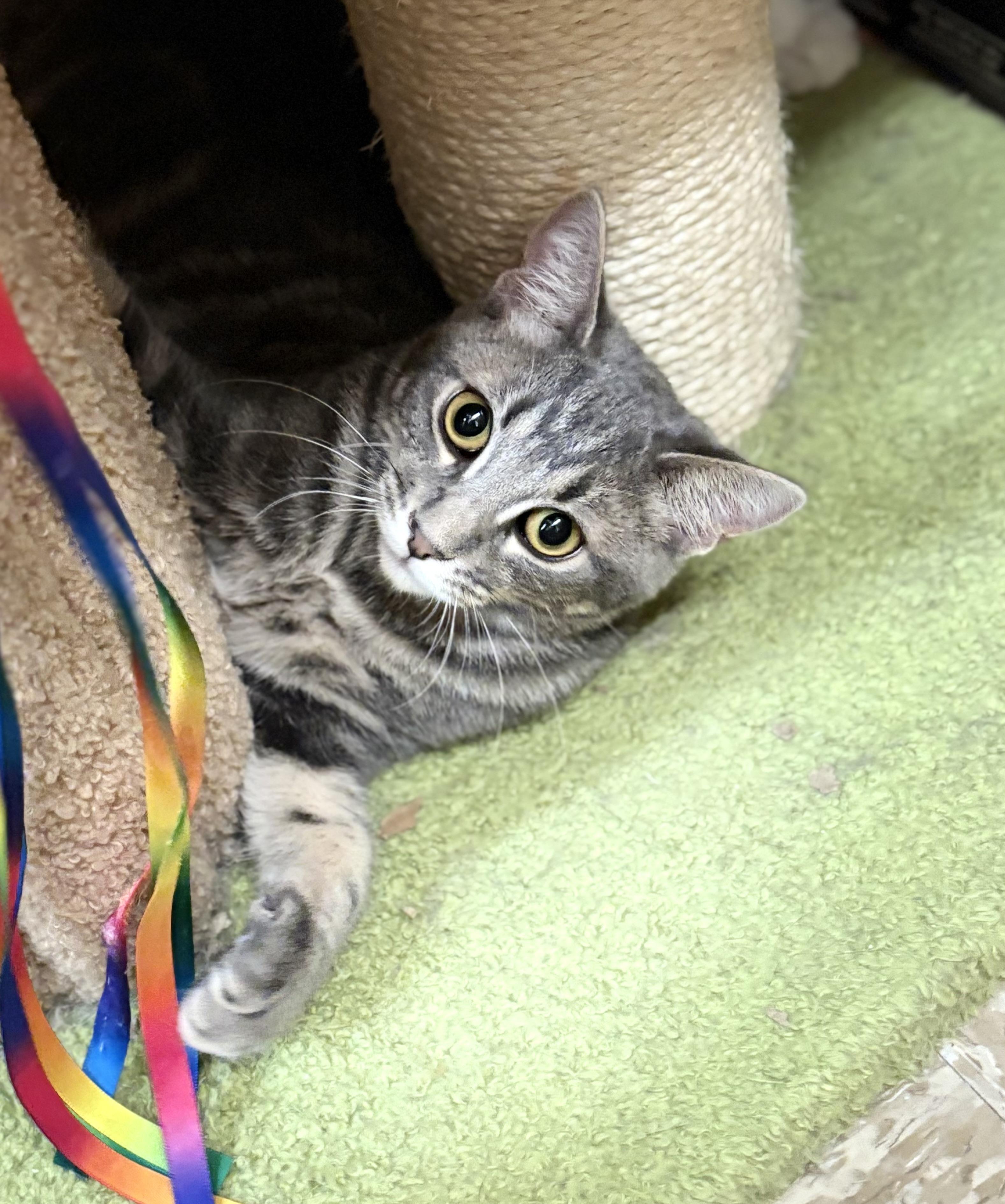 Lexus, a Adoptable Tabby in SCOTTSDALE, AZ image 1/4