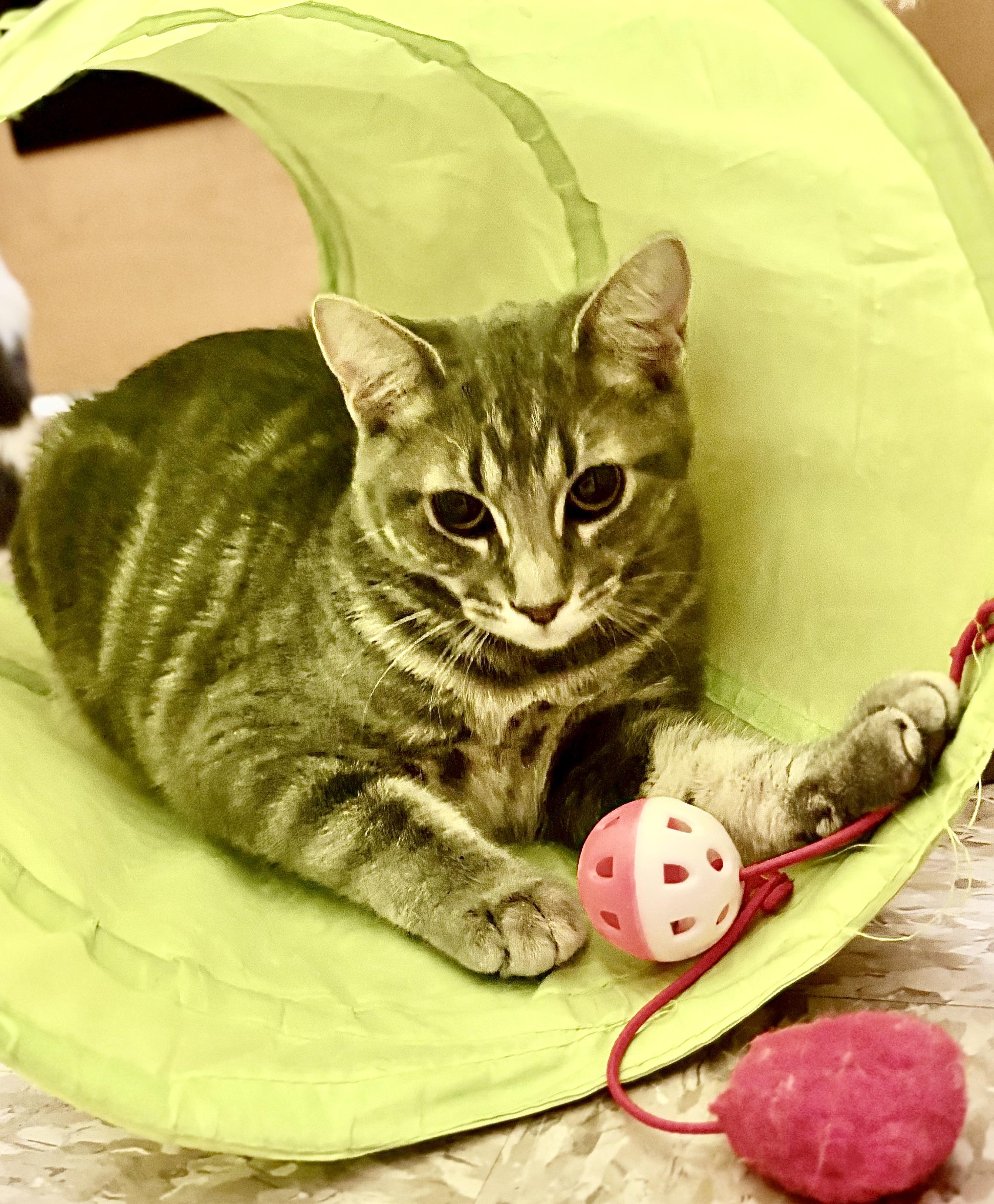 Lexus, a Adoptable Tabby in SCOTTSDALE, AZ image 4/4