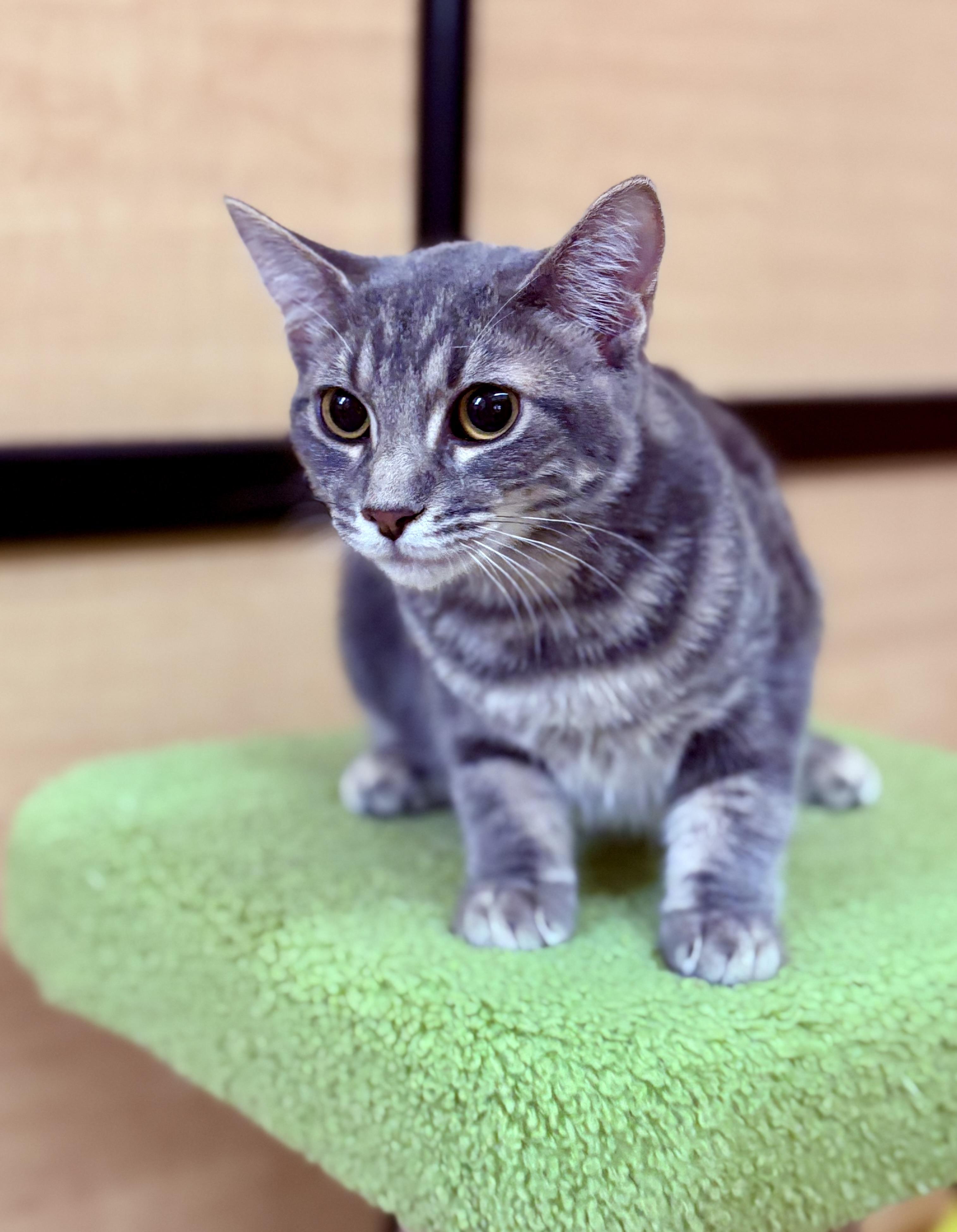 Lexus, a Adoptable Tabby in SCOTTSDALE, AZ image 3/4