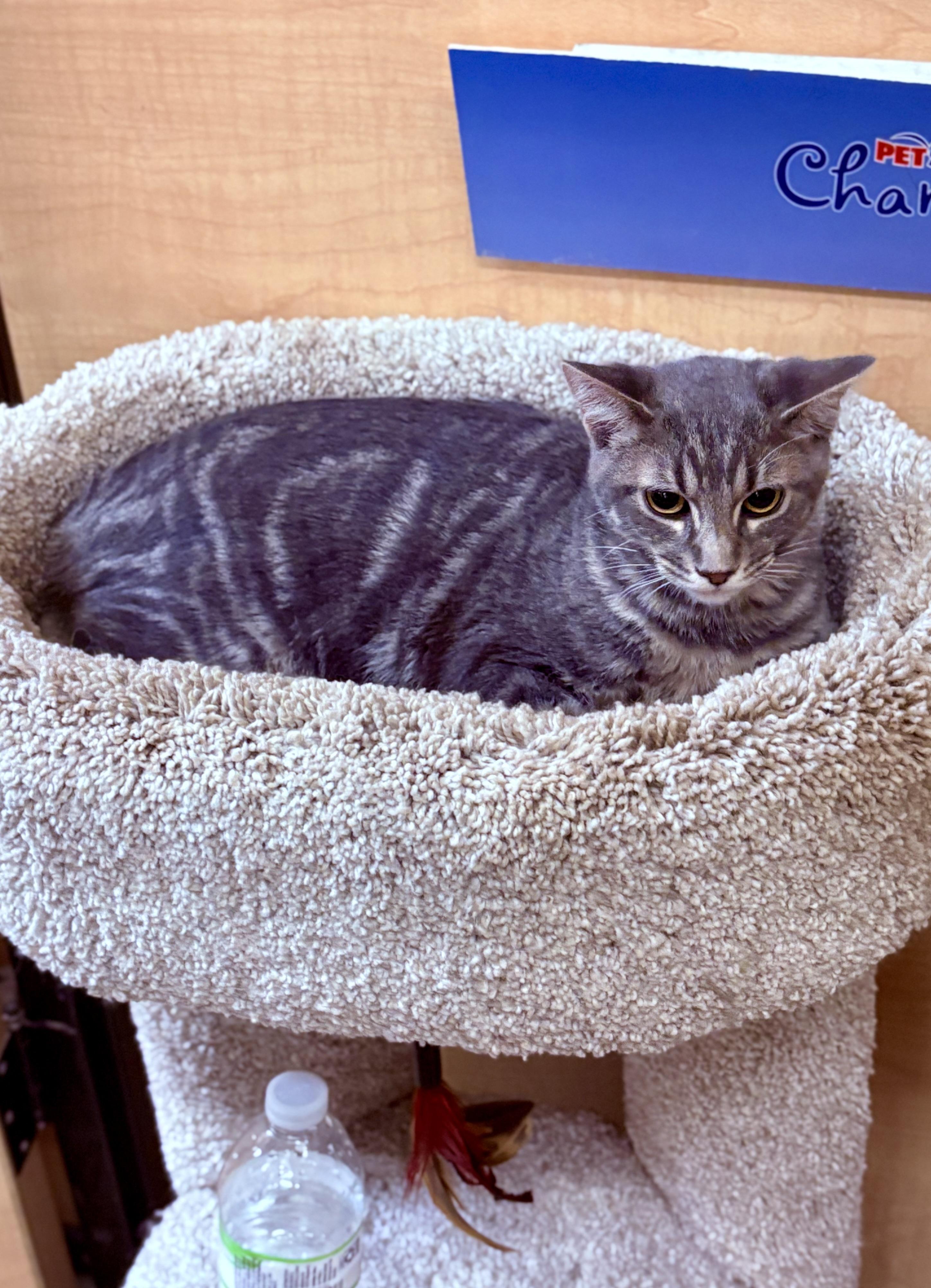 Lexus, a Adoptable Tabby in SCOTTSDALE, AZ image 2/4
